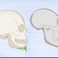 Identifikation af menneskelige knogler