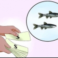 At holde minnows i live