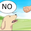 Sig nej til din hund