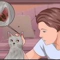 Eliminering af øremider hos katte