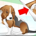 Behandling af øreinfektioner hos hunde