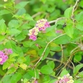 Plante stiklinger