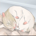 God fornøjelse med din hamster