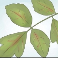 Desarmerende poison oak