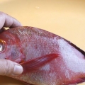 Forbered rød snapper