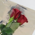 Holder roser friske