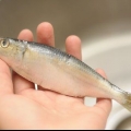 Forbered sardiner