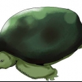 At tage sig af skildpadder