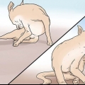 Genkendelse af skabb hos hunde