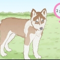 Opdrætter siberian huskies