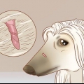 Fjern hudmærker hos hunde