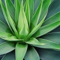 Drikke tequila