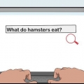 At få tilladelse fra dine forældre til at holde en hamster