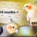 Opdræt af cockatiels
