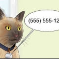 Flytter med en kat