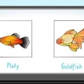 Fodring af fisk