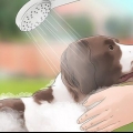 Hold fluer væk fra hunde