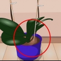 Pleje af indendørs planter