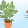 At tage sig af en ficus