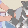 At tage sig af en husky