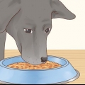 Pasning af en labrador retriever