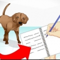 At tage sig af en syg hund