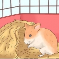 Pasning af hamsterbørn