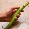 Forbereder wasabi