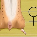 At vide, om din hamster er gravid