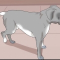 Se om en hund har ondt