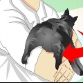 Se om en kat er blevet kastreret