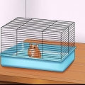 Få din hamster til at stole på dig