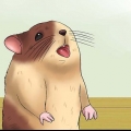 Hold din hamster kølig i varmt vejr