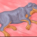 Sørg for, at din hund ikke sover i din seng længere