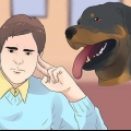 Pasning af en rottweiler-hvalp