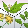 Forebyggelse af tunge menstruationer: kan det gøres naturligt?