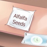 Dyrkning af alfalfaspirer