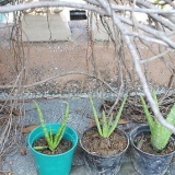Aloe vera planter