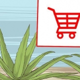 Dyrkning og brug af aloe vera til medicinske formål