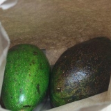 Opbevare avocado