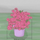 Beskæring af azalea