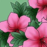 Pasning af azalea