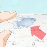 At tage sig af baby platy fisk