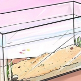 Hjælp baby guppy vokse