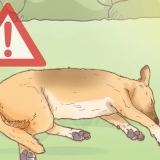 Behandl hedeslag hos hunde