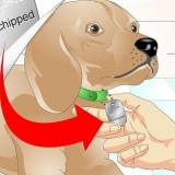 Afgøre, om en hund har en chip