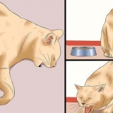 Sådan afgøres, om en kat har rabies