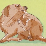 Afgøre, om din hund har lopper