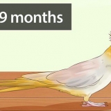 Afgøre, om din cockatiel er en han eller en hun