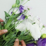 Tørring af blomster